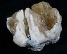 Calcite Filled Clam Fossil - Rucks Pit #5785-1